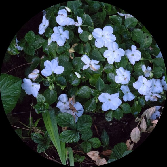 bestspring
